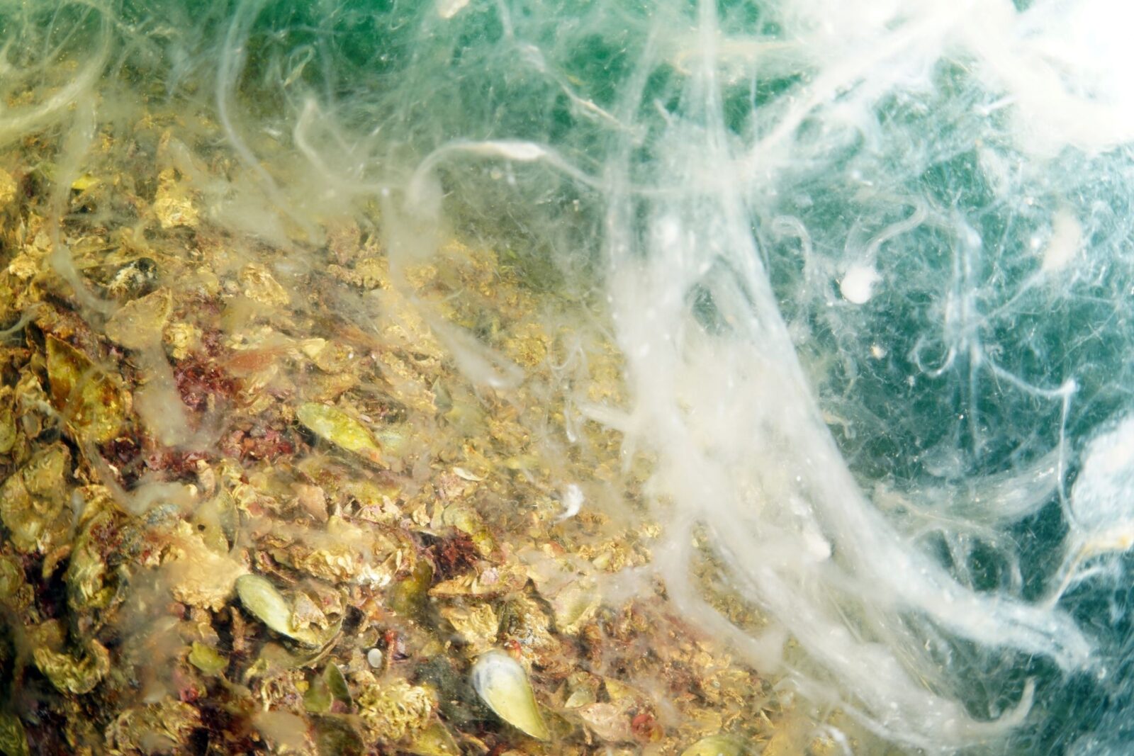 The impact of mucilage on the marine ecosystem in the depths of Buyukada and Sivriada, off the coast of Istanbul, is captured with an underwater camera in Istanbul, Türkiye, February 18, 2025. (AA Photo)