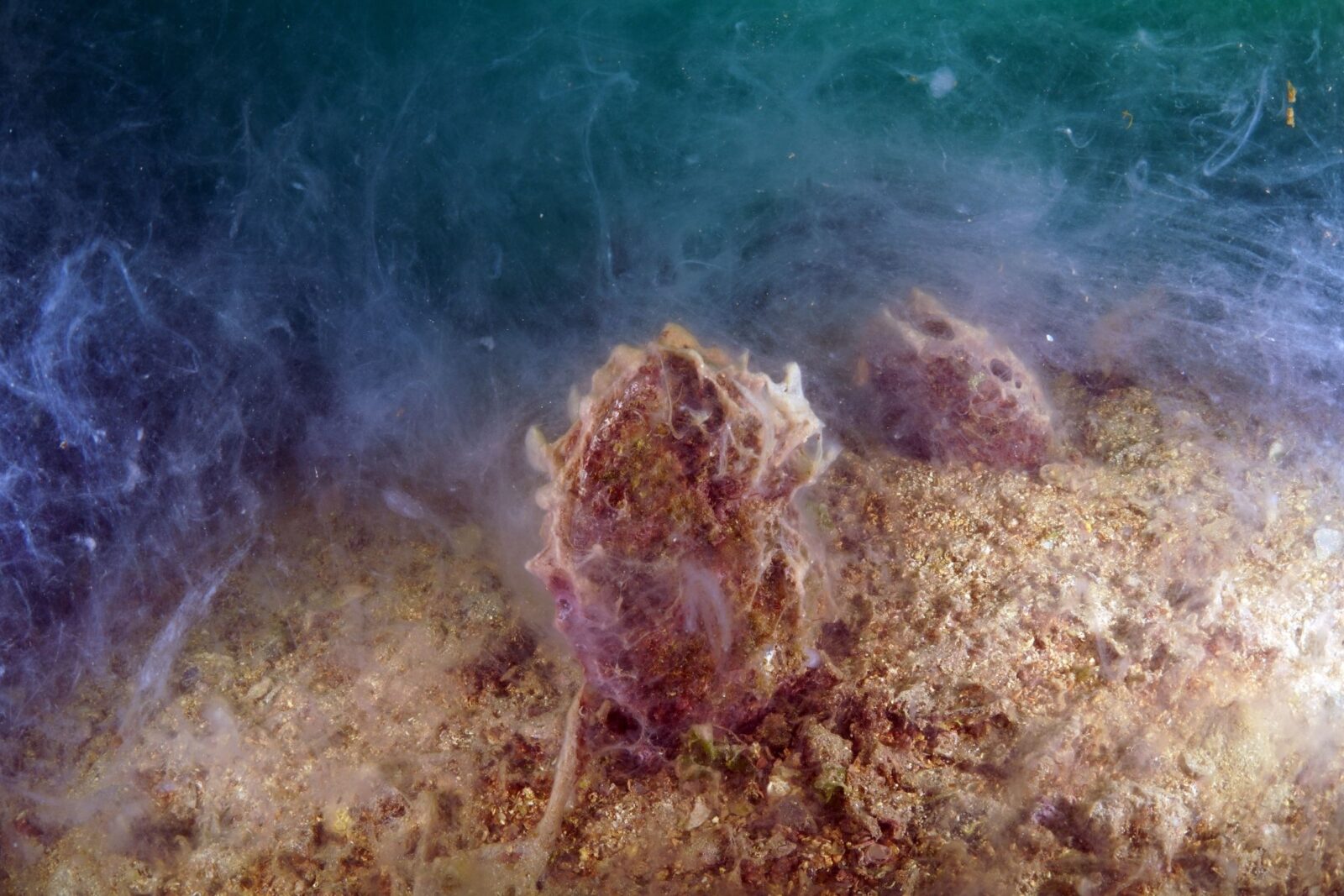 The impact of mucilage on the marine ecosystem in the depths of Buyukada and Sivriada, off the coast of Istanbul, is captured with an underwater camera in Istanbul, Türkiye, Feb. 18, 2025. (AA Photo)