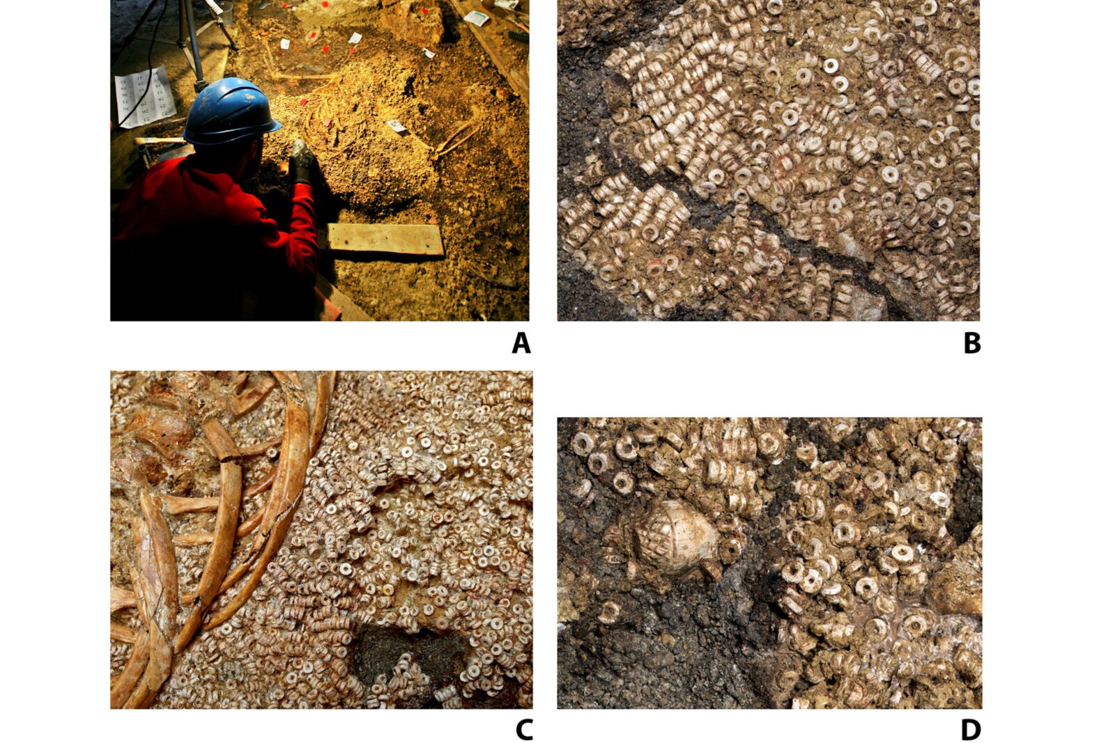 Montelirio beads in situ: (A) Excavation process of Individual 343. (B) Detail of the threaded beads beneath Individual UE 343, part of attire UE 344. (C) Close-up of the threaded beads on attire UE 344 next to the bones of Individual 343. (D) Detail of the ivory acorn integrated into the fabric of attire UE 344, belonging to Individual UE 343. (Photo via Science Advances)