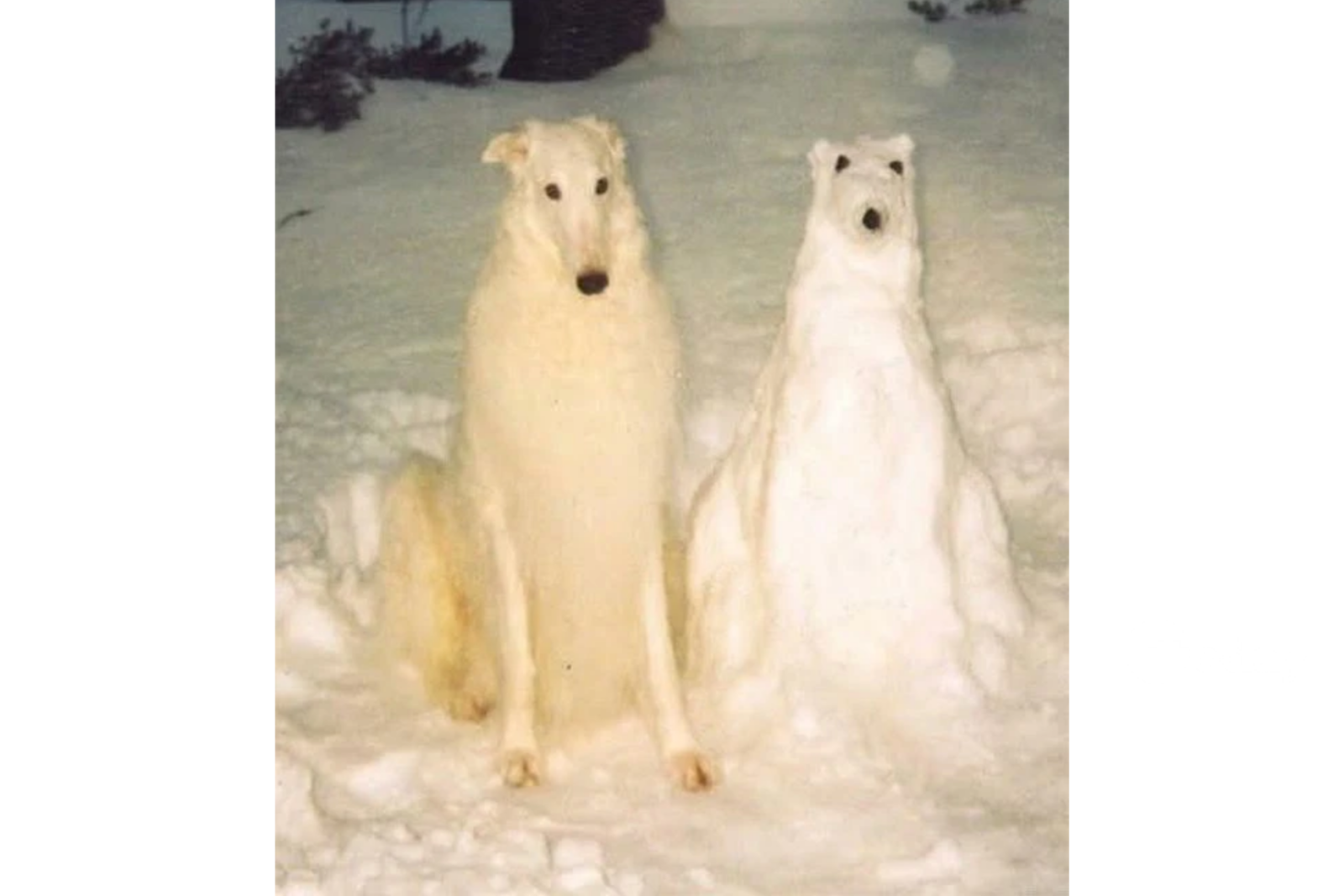 A real dog poses beside its snow-made doppelgänger, creating the perfect winter illusion, Türkiye, Feb. 23, 2025. (Photo via X)