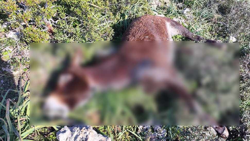 Outrage in Turkish Cyprus as 14 iconic wild donkeys shot dead
