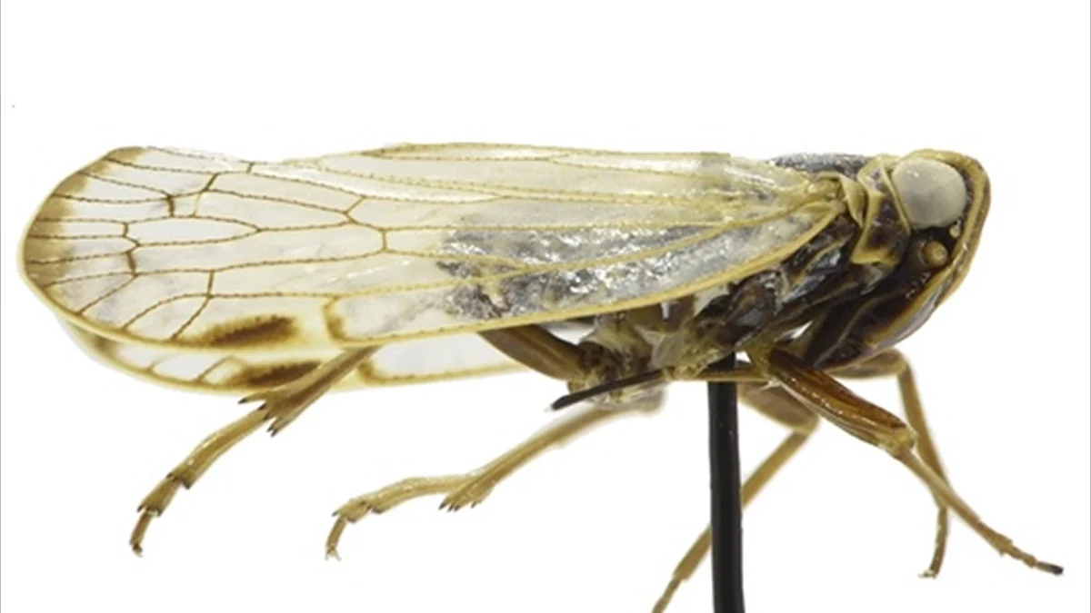 Turkish professor discovers new bug species, names it after wife