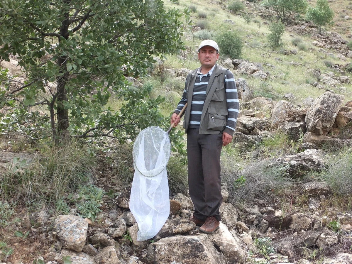 Turkish professor discovers new bug species, names it after wife