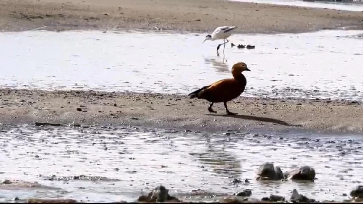 Türkiye's largest, Lake Van under threat: Significant water loss recorded