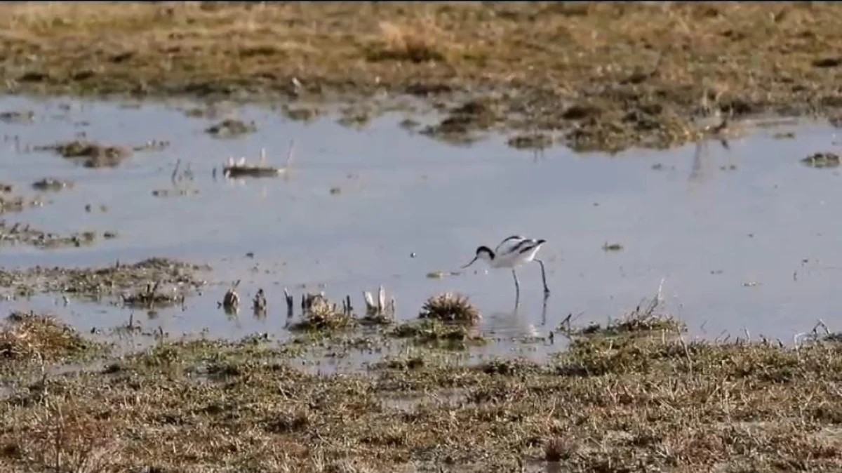 Türkiye's largest, Lake Van under threat: Significant water loss recorded