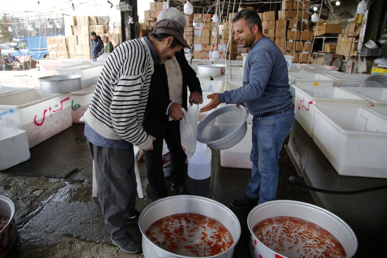 Millions of goldfish die due to inappropriate care during Nowruz celebrations in Iran