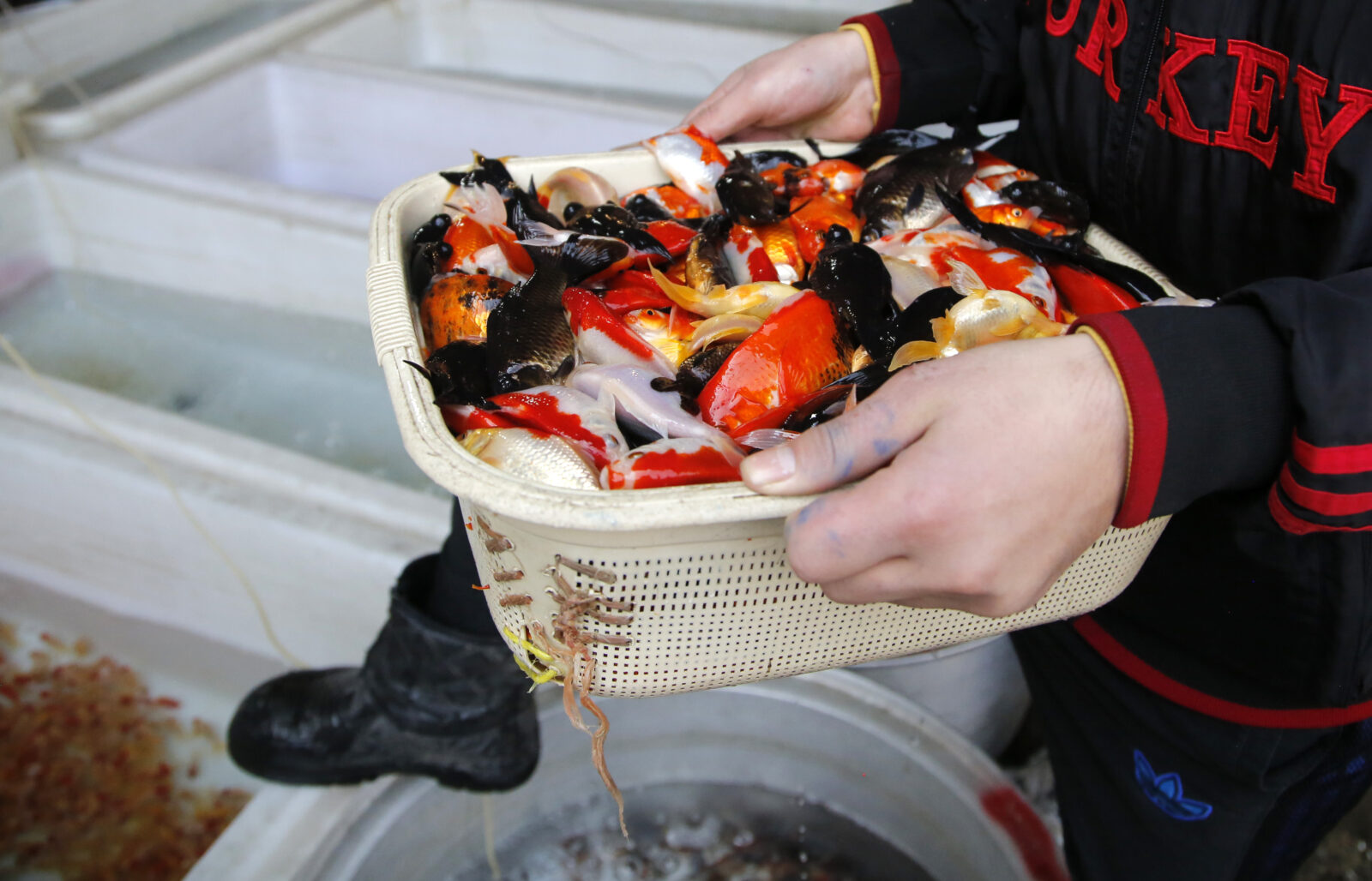 In Iran, goldfish symbolize 