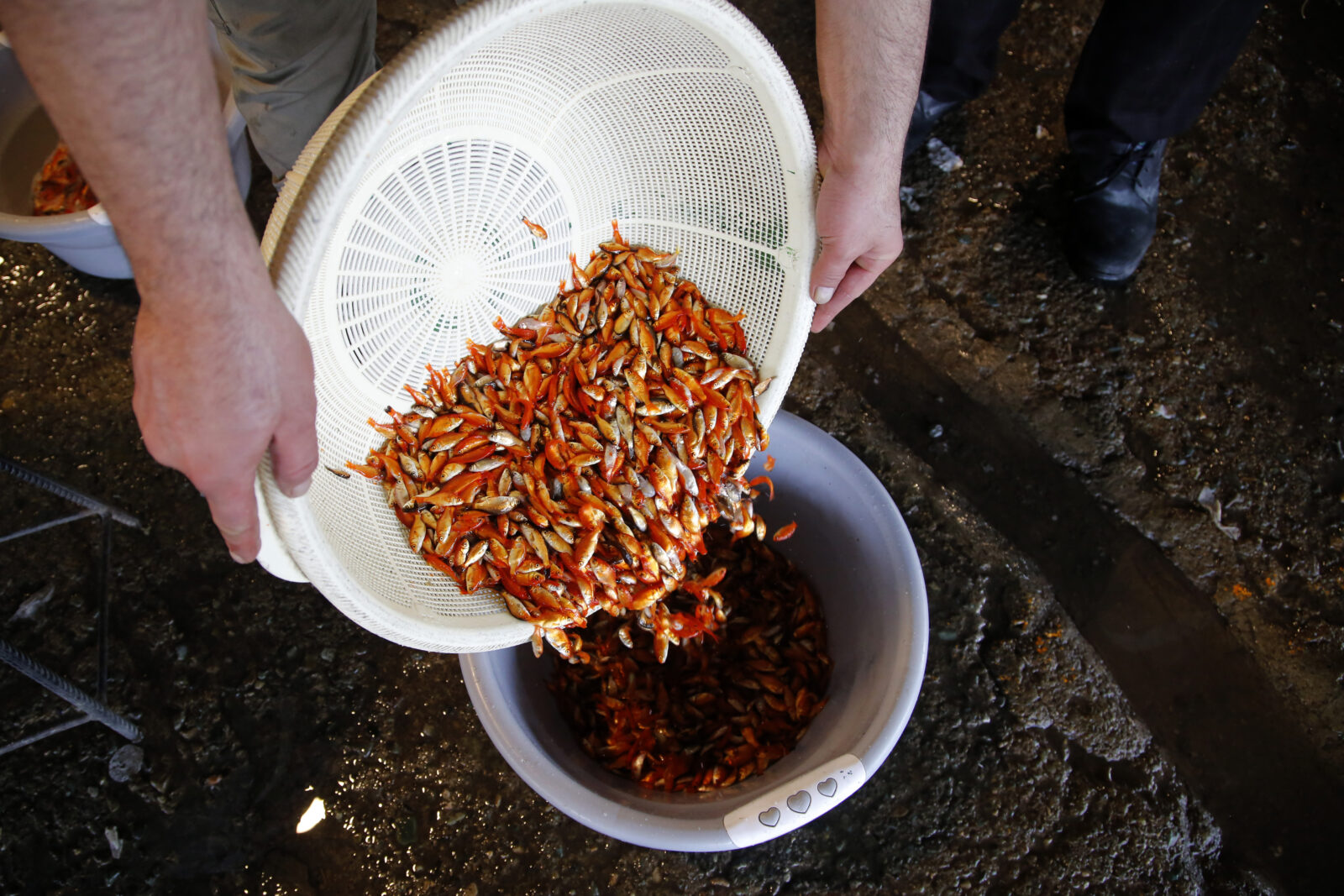 In Iran, goldfish symbolize 