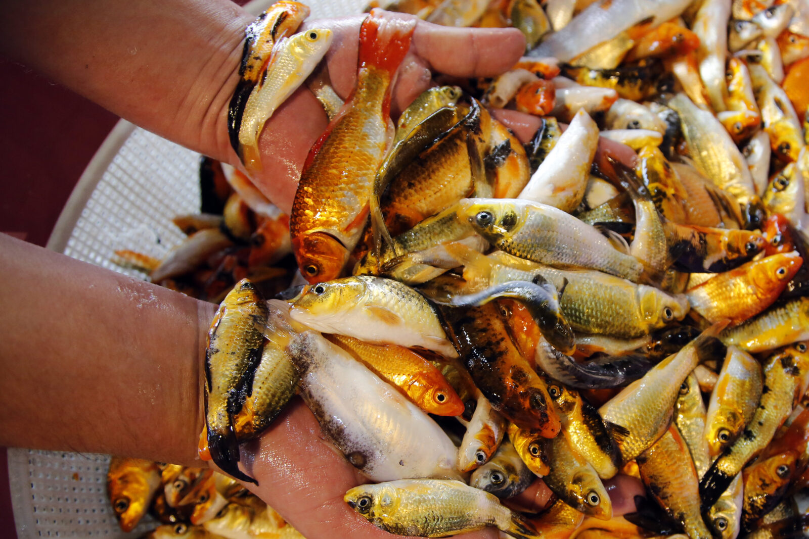 In Iran, goldfish symbolize 