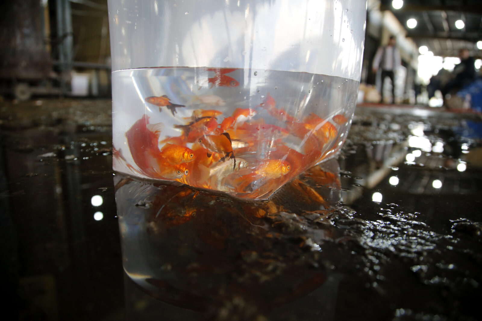 In Iran, goldfish symbolize 