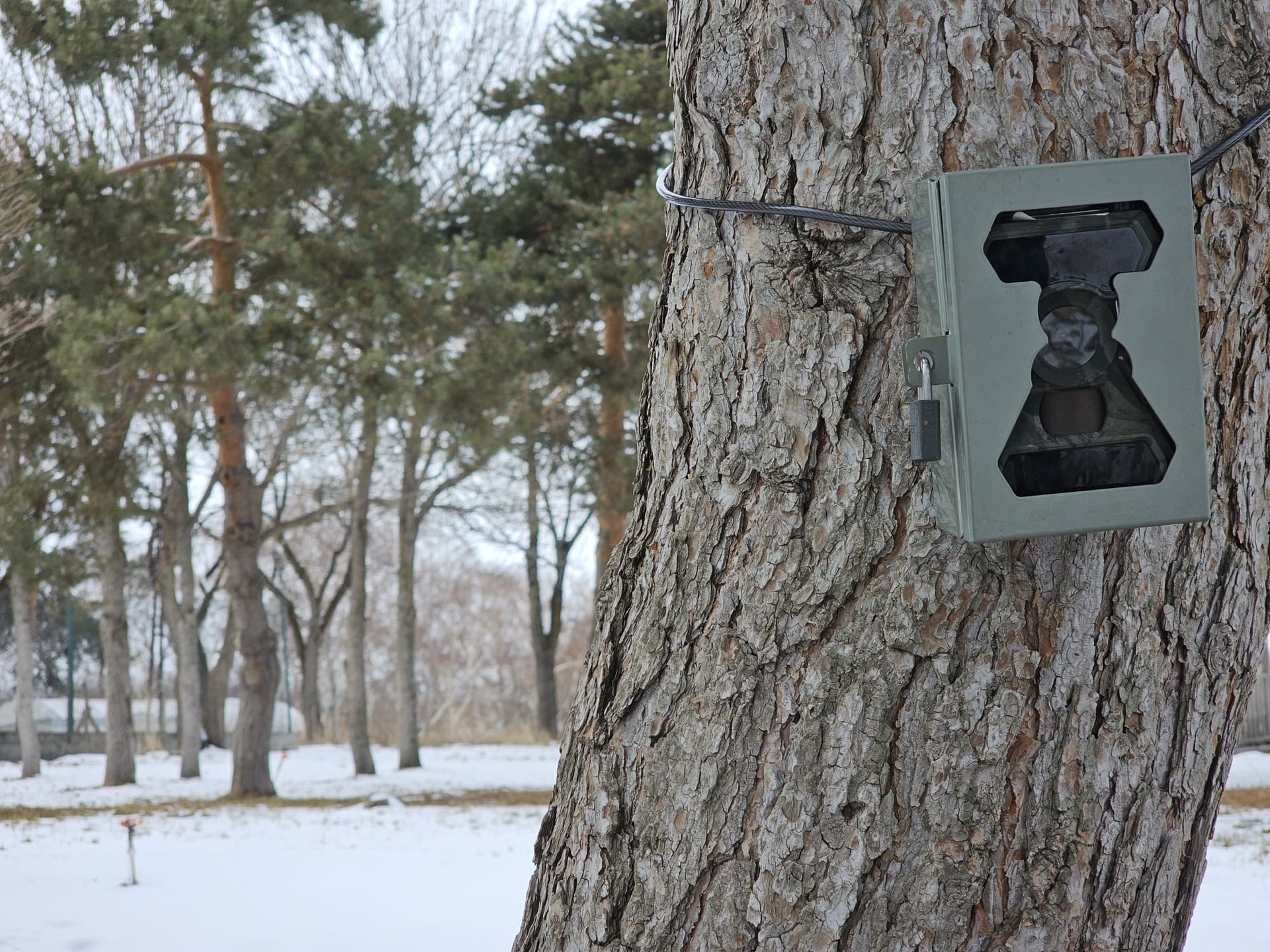 Poachers no longer have a chance with trail cameras, drones in Türkiye's protected areas
