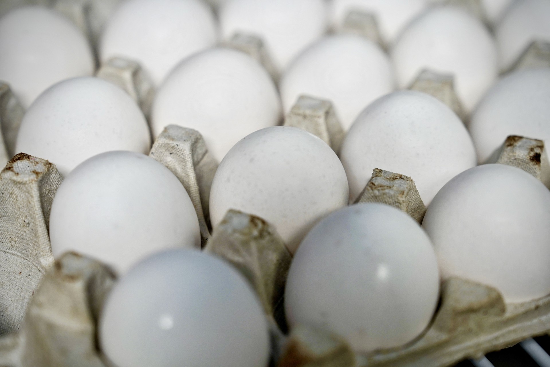 US to import eggs from Türkiye, South Korea to ease shortage, confirms Agriculture Secretary