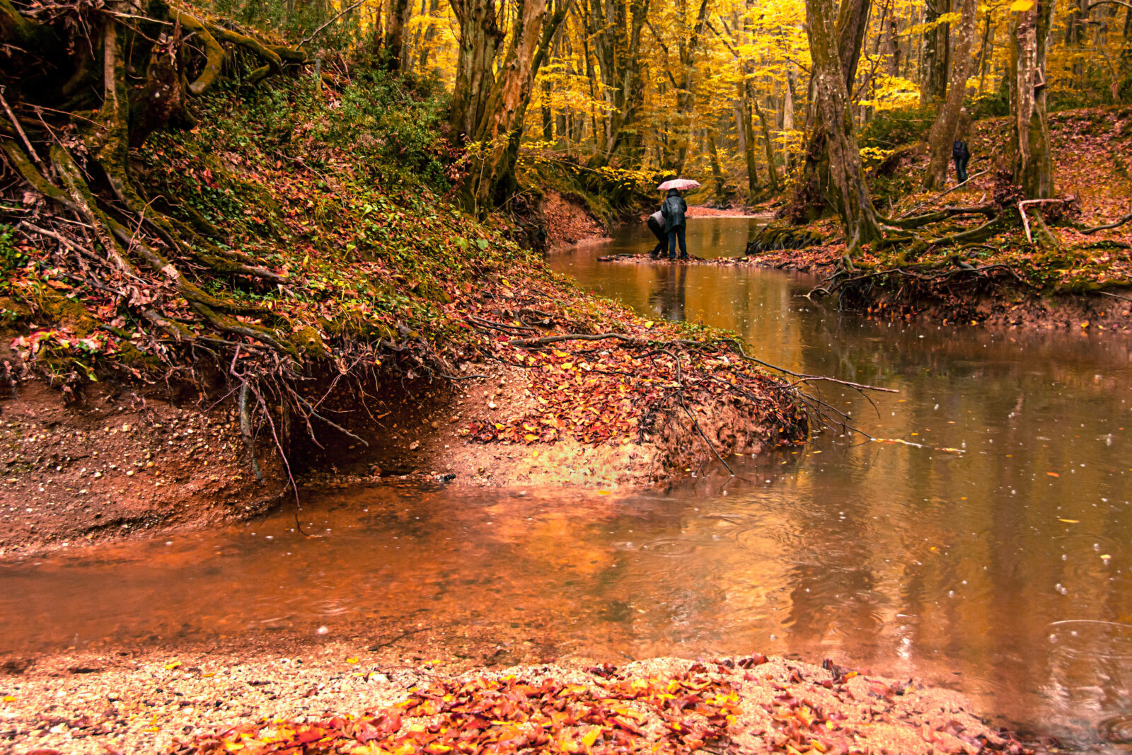 The Longoz Forests in Igneada display stunning autumn colors as visitors explore the shallow waters of the floodplain, Kirklareli, Türkiye. (Adobe Stock Photo)