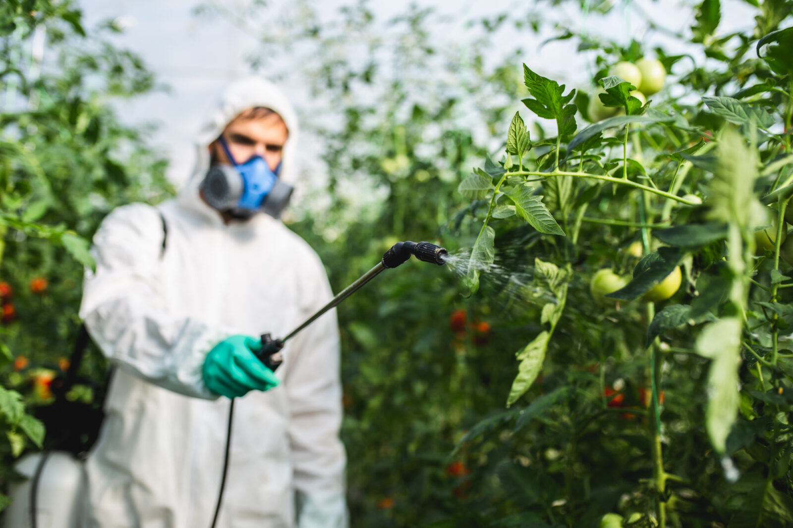 Young workers spraying organic pesticides on tomato plants in a greenhouse. (Adobe Stock Photo)