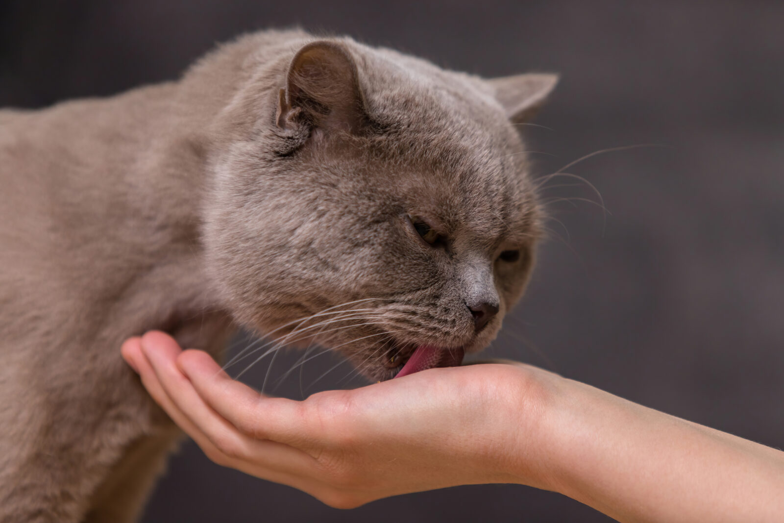 The owner holds out their hand to a pet as the cat licks the palm. (Adobe Stock Photo)
