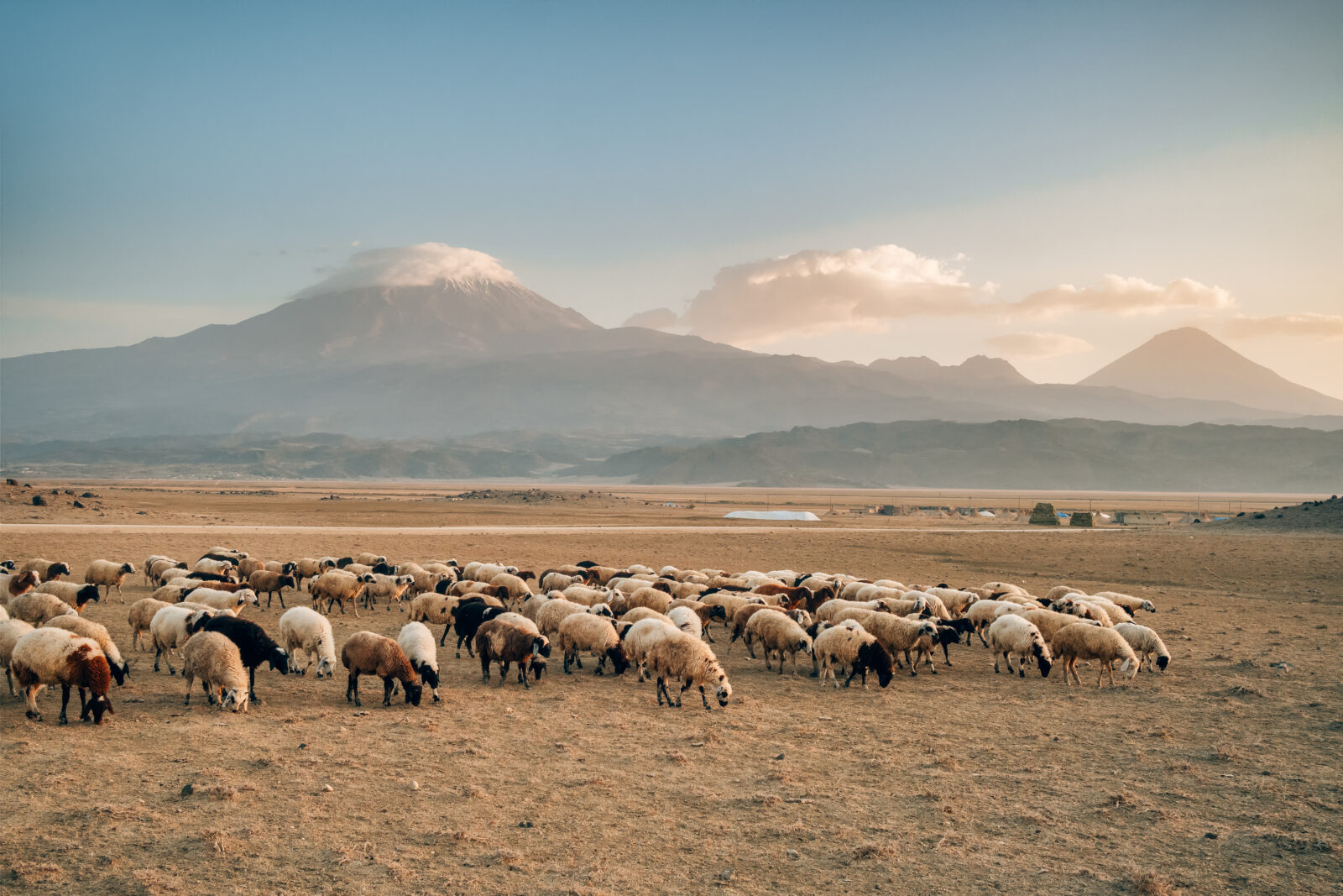 Herd of sheep with the two peaks of the Mount Agri in the background at sunrise in Eastern Anatolia. (Adobe Stock Photo)