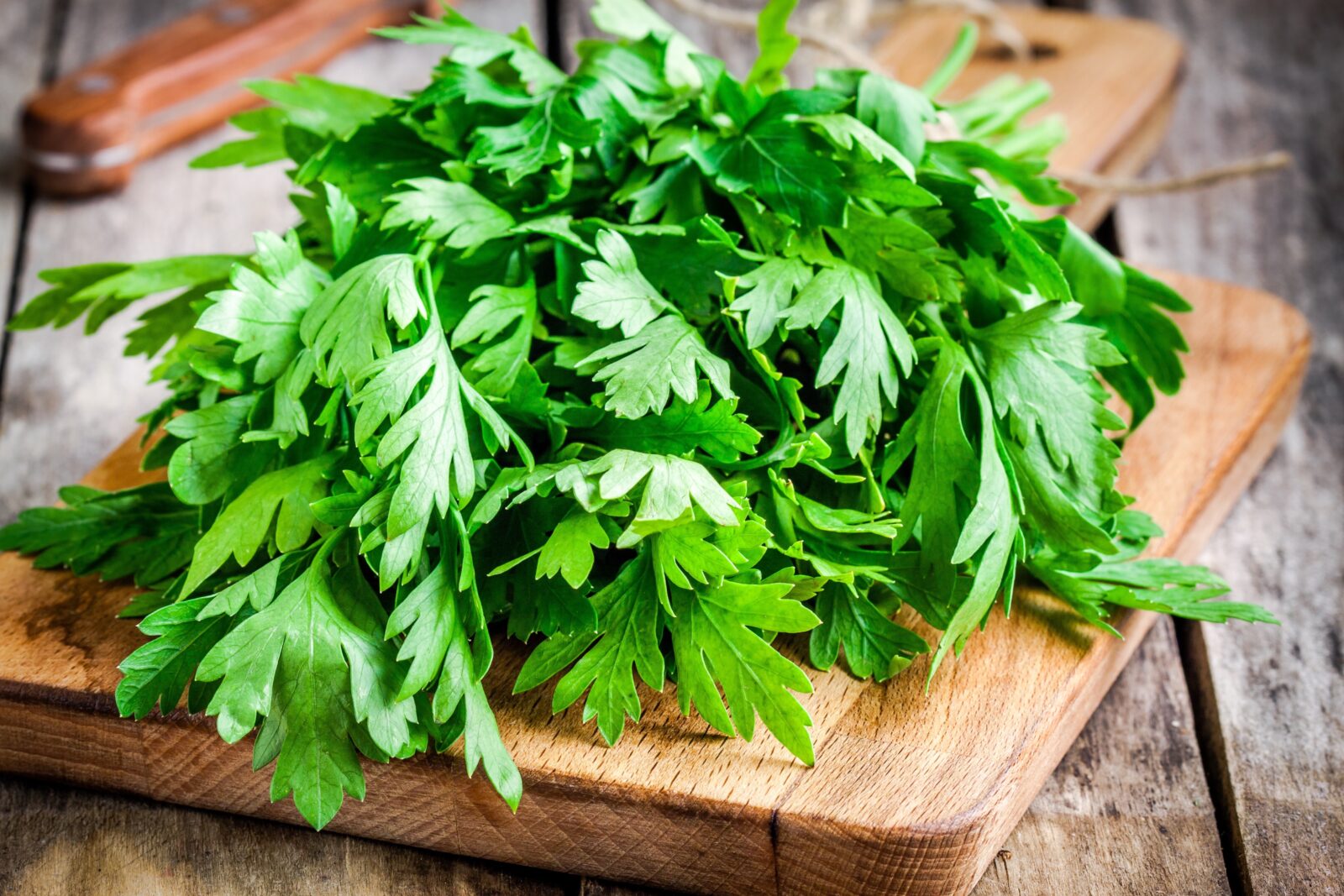 Organic fresh bunch of parsley, close-up shot. (Adobe Stock Photo)