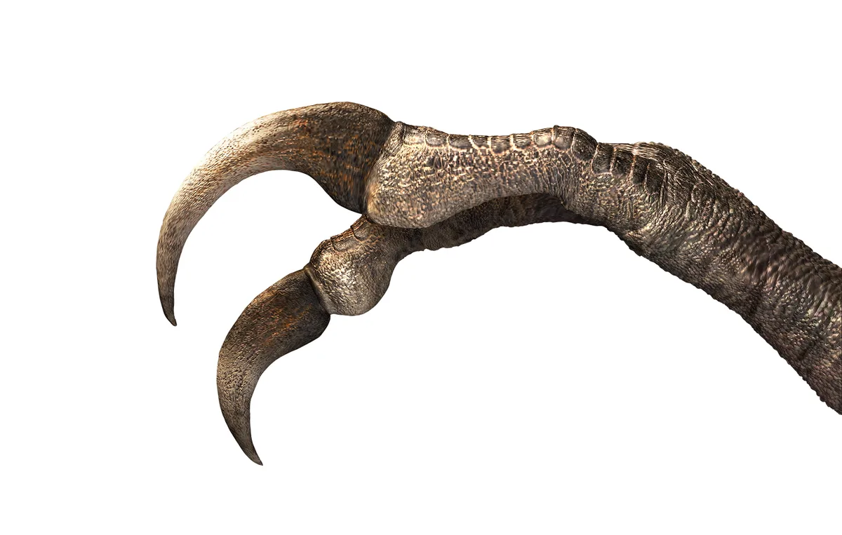 Duonychus tsogtbaatari hand reconstruction. (Illustration by Masato Hattori)