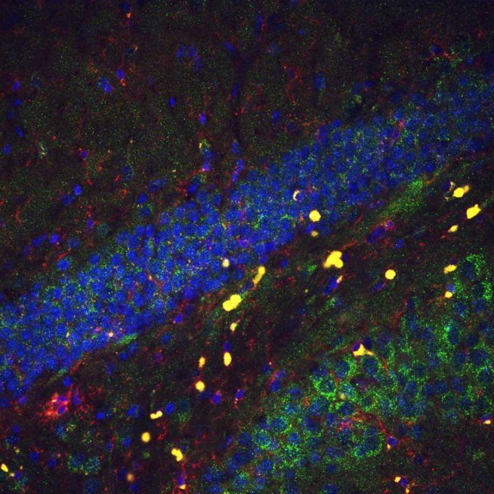 Oligodendrocytes (yellow) in the mouse brain, during an experiment testing the impact of the PLP1 gene on behavior. PLP1, when expressed in these cells in the hippocampus, improved cognition in old mice, male and female, Mar. 5, 2025. (Courtesy of Science Advances)