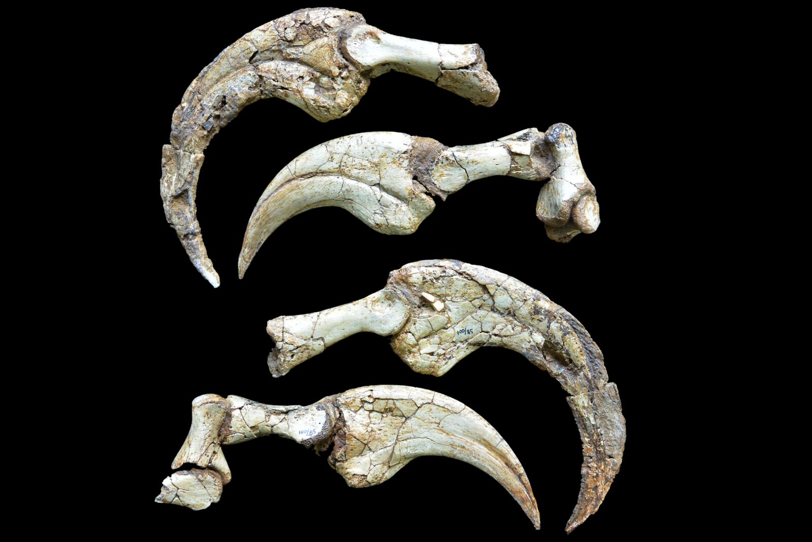 The fingers and claws of Duonychus tsogtbaatari. (Photo via Assoc. Professor Yoshi Kobayashi/Hokkaido University)
