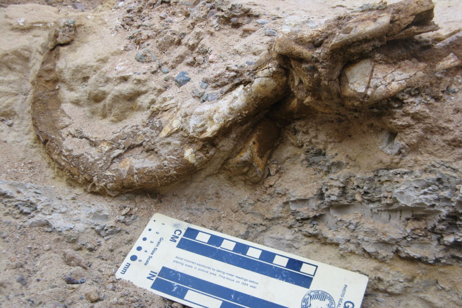 Excavation of Duonychus tsogtbaatari. (Photo via Assoc. Professor Yoshi Kobayashi/Hokkaido University)