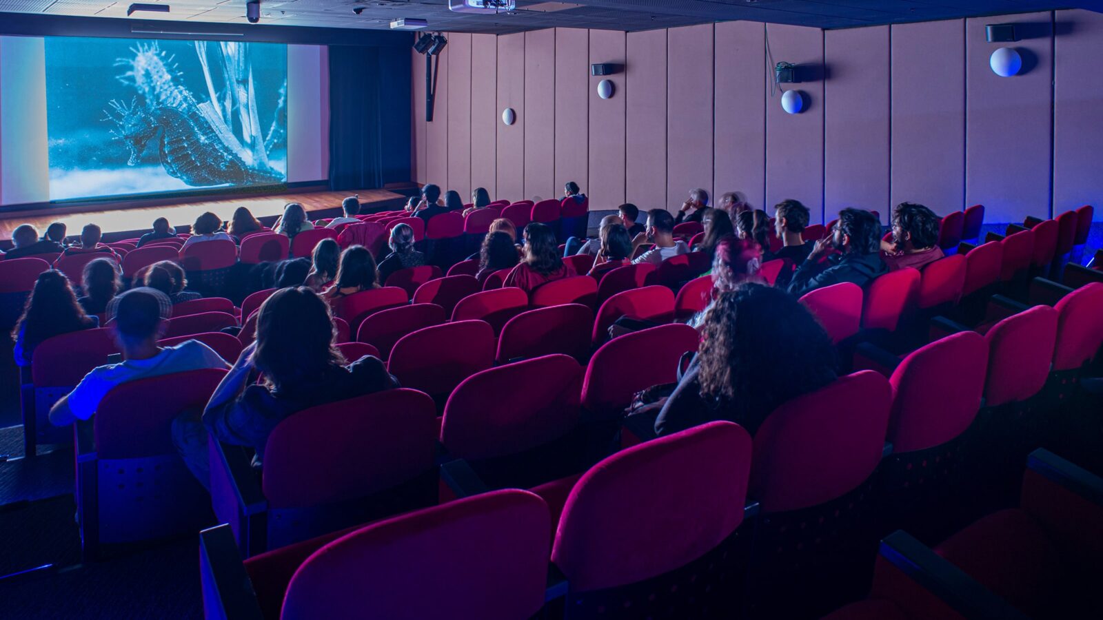 Pera Museum Cinema hosting a documentary screening focused on marine life in Istanbul, Türkiye, accessed on 16 March, 2025. (Photo via Pera Museum)