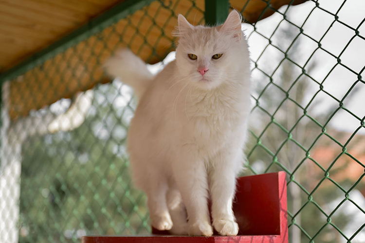What makes Turkish Angora cat so special?