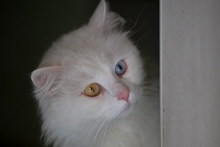 What makes Turkish Angora cat so special?