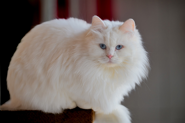 What makes Turkish Angora cat so special? Image