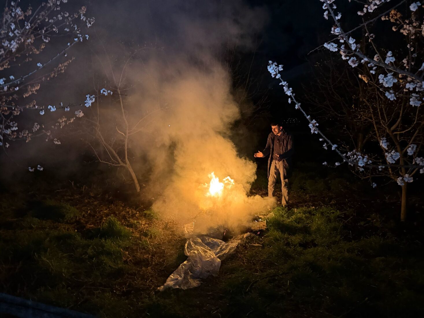 Apricot growers light fires at specific spots in their orchards and stay up overnight to shield blossoming trees from subzero temperatures in Erzincan, Türkiye, on April 12, 2025. (AA Photo)