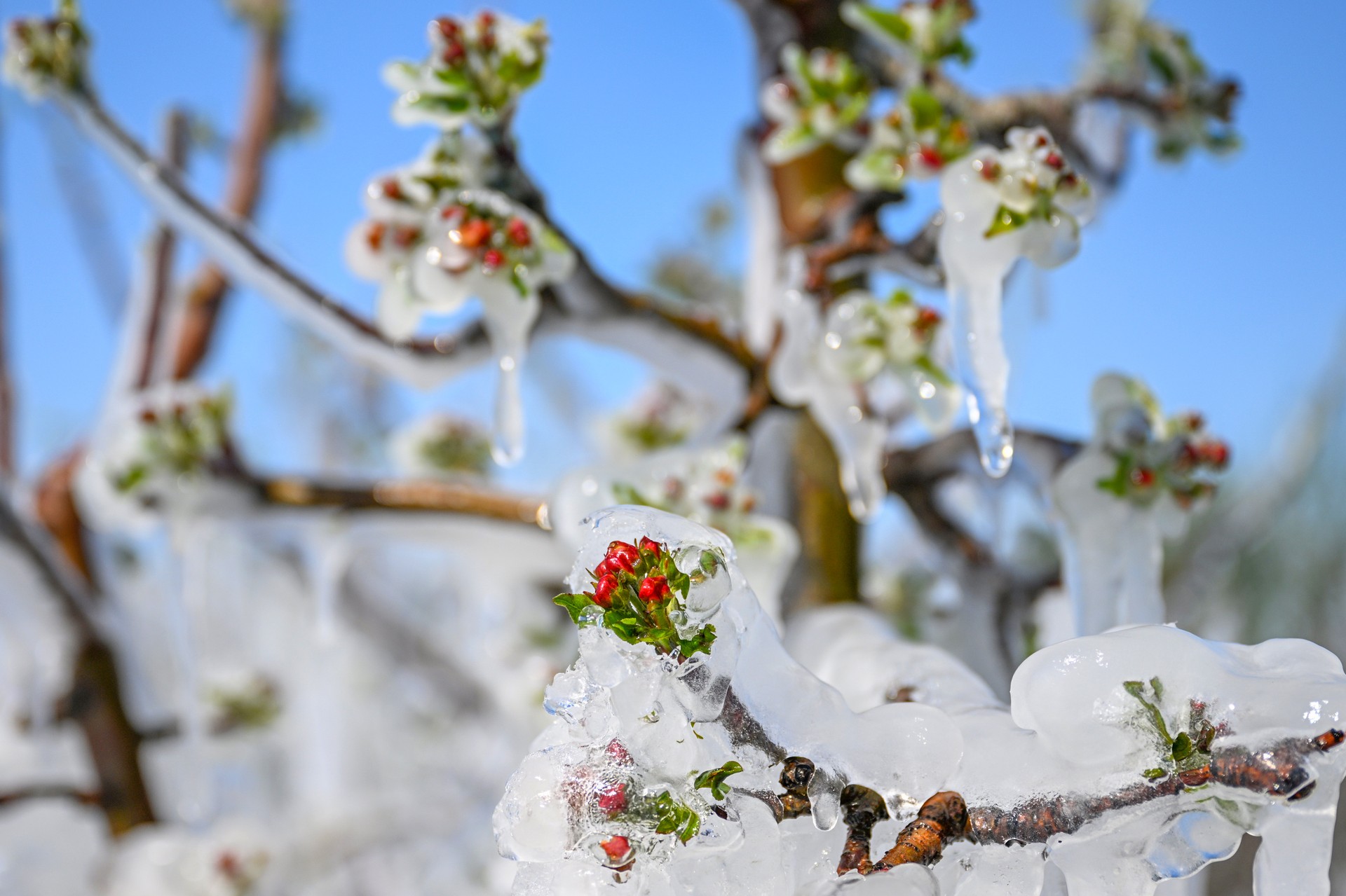Türkiye battles widespread crop damage as severe frost hits 36 provinces
