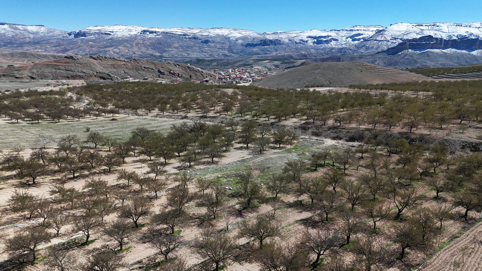 Farmers inspect frost-hit apricot fields in Malatya, Türkiye, on Apr. 12, 2025. (AA Photo)