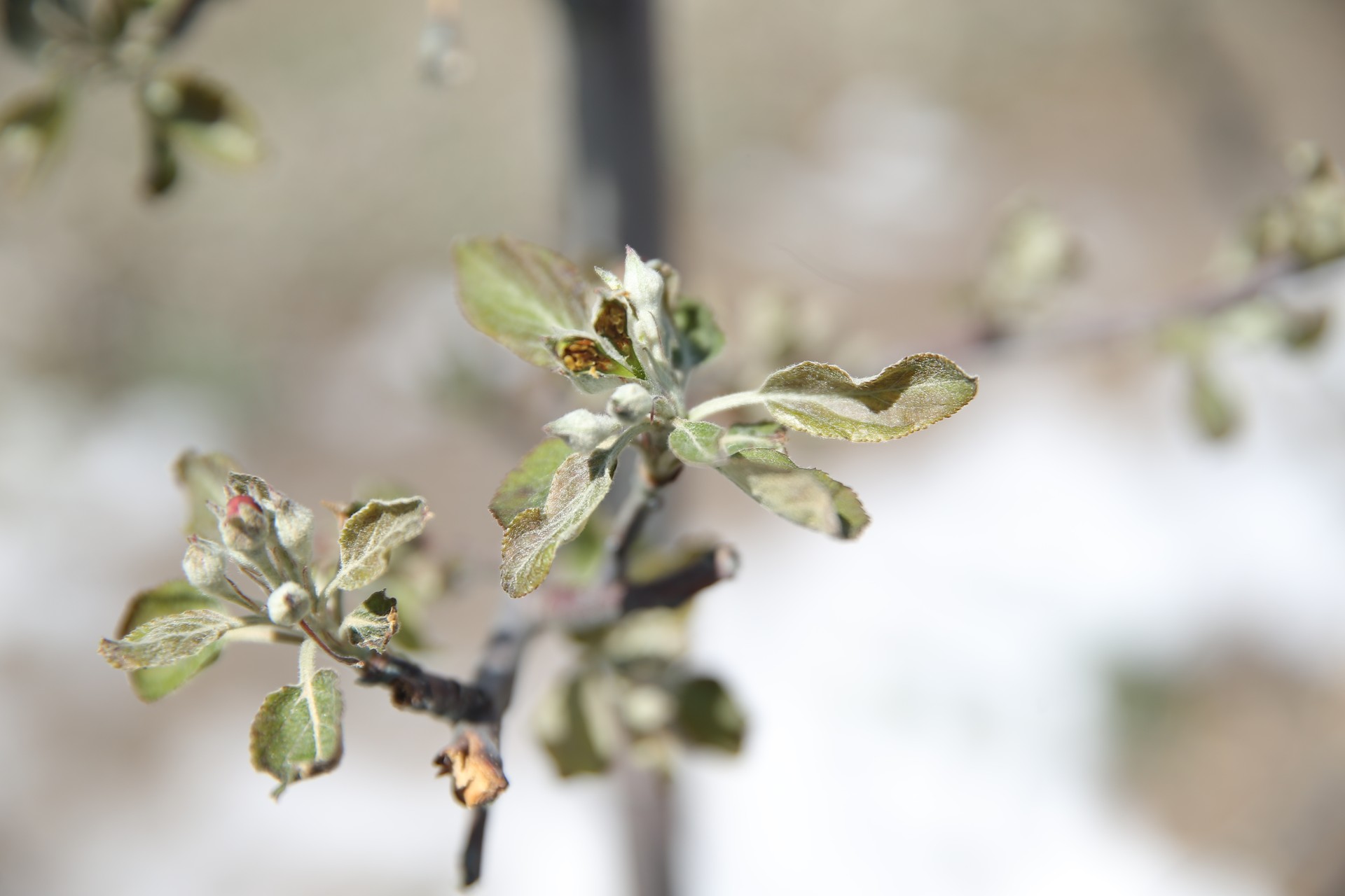 Decade’s harshest frost devastates Türkiye’s farmlands, causing widespread crop losses