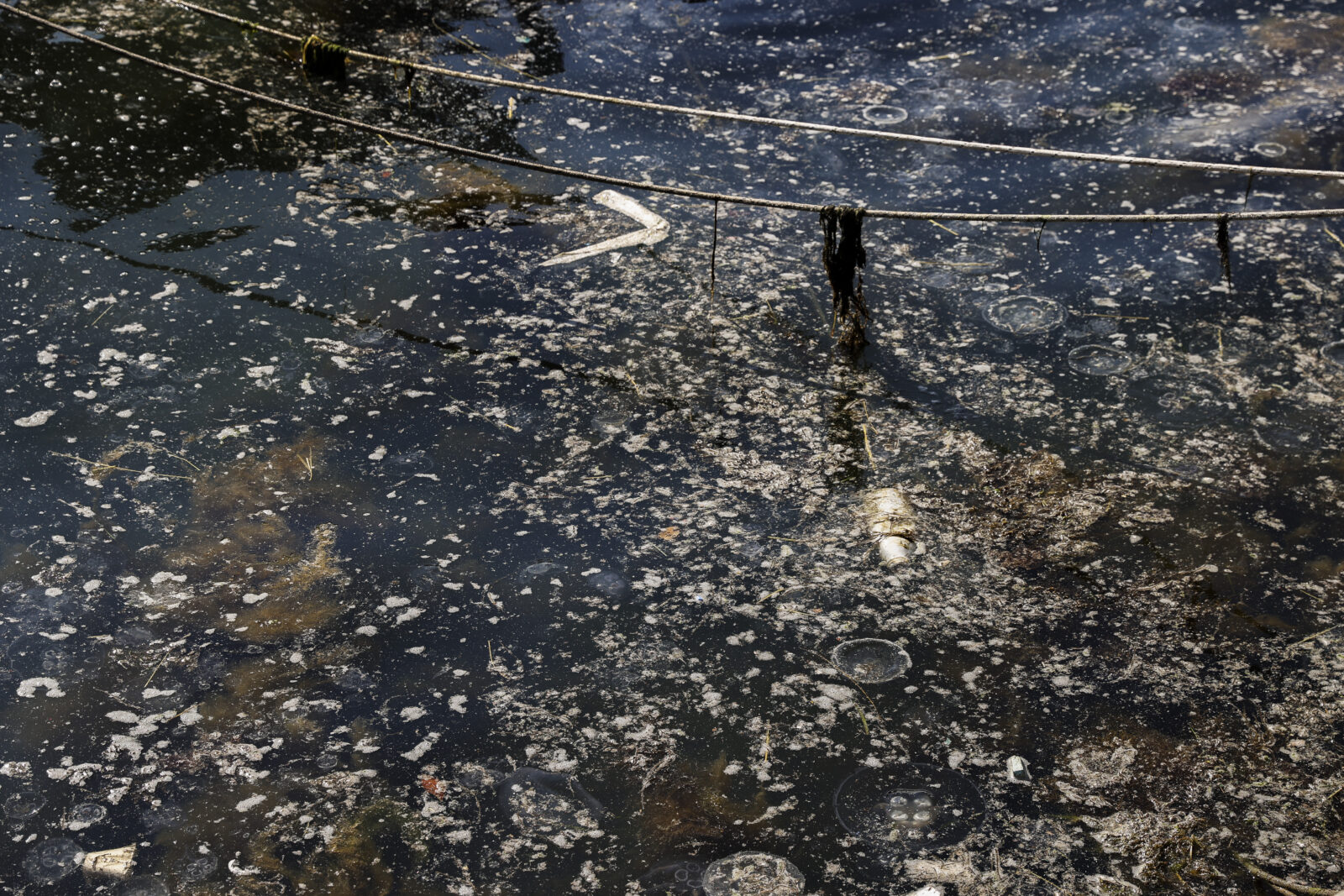 Mucilage seen on the sea surface at Beykoz coast in Istanbul, Türkiye, April 13, 2025. (AA Photo)