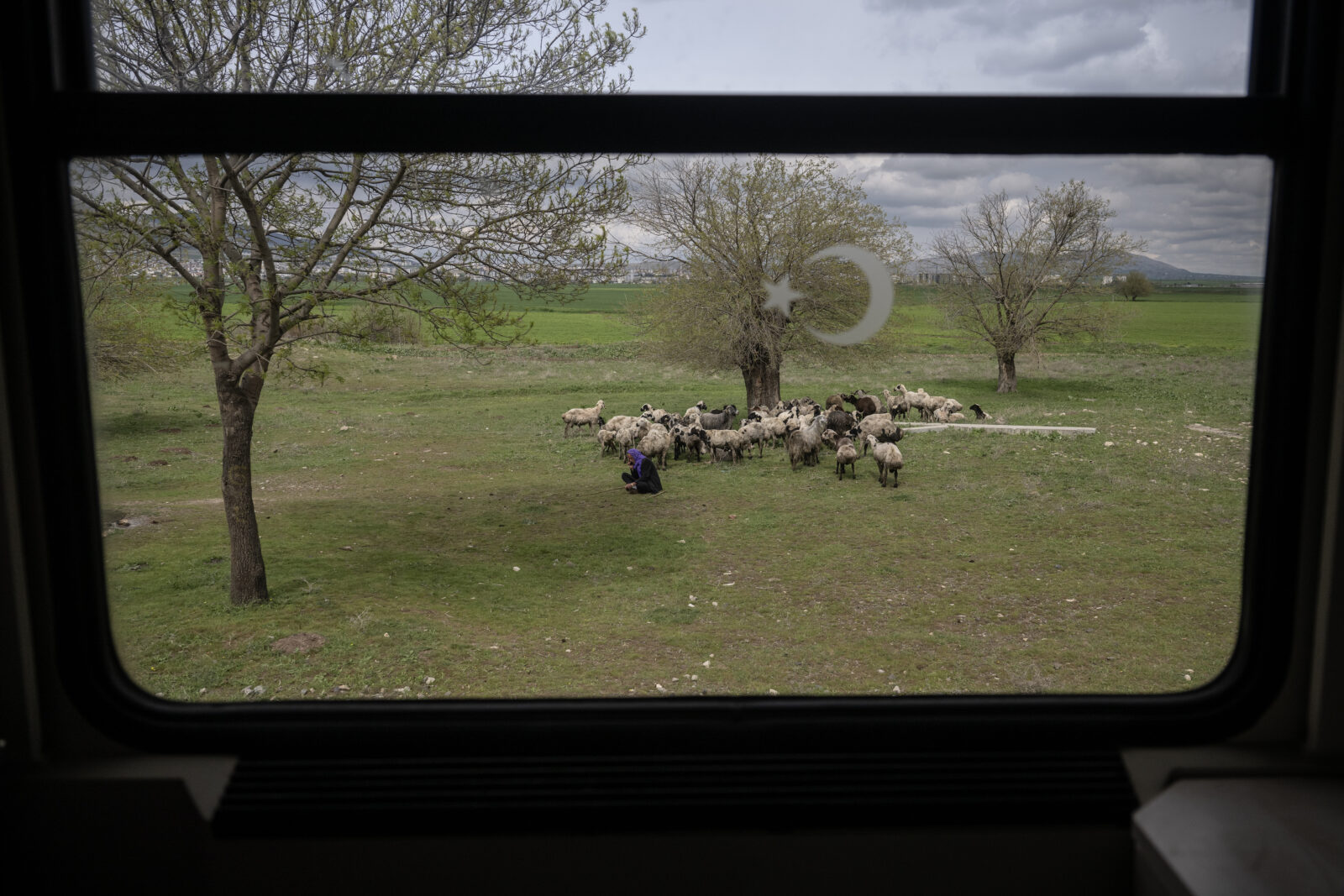 A cattle herd is seen from the windows of 