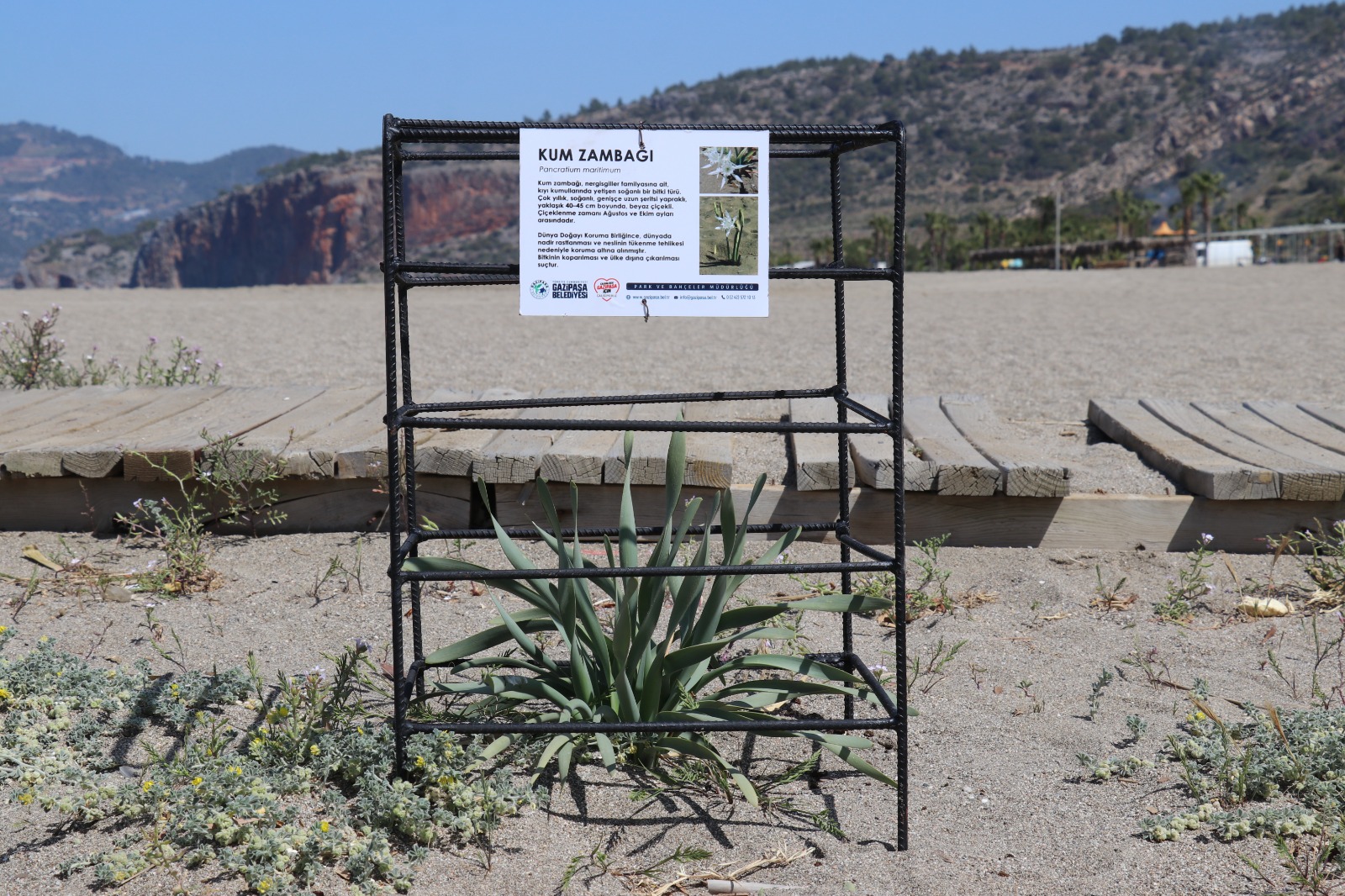 Rare sand lilies in Antalya’s Gazipasa protected by local authorities Image