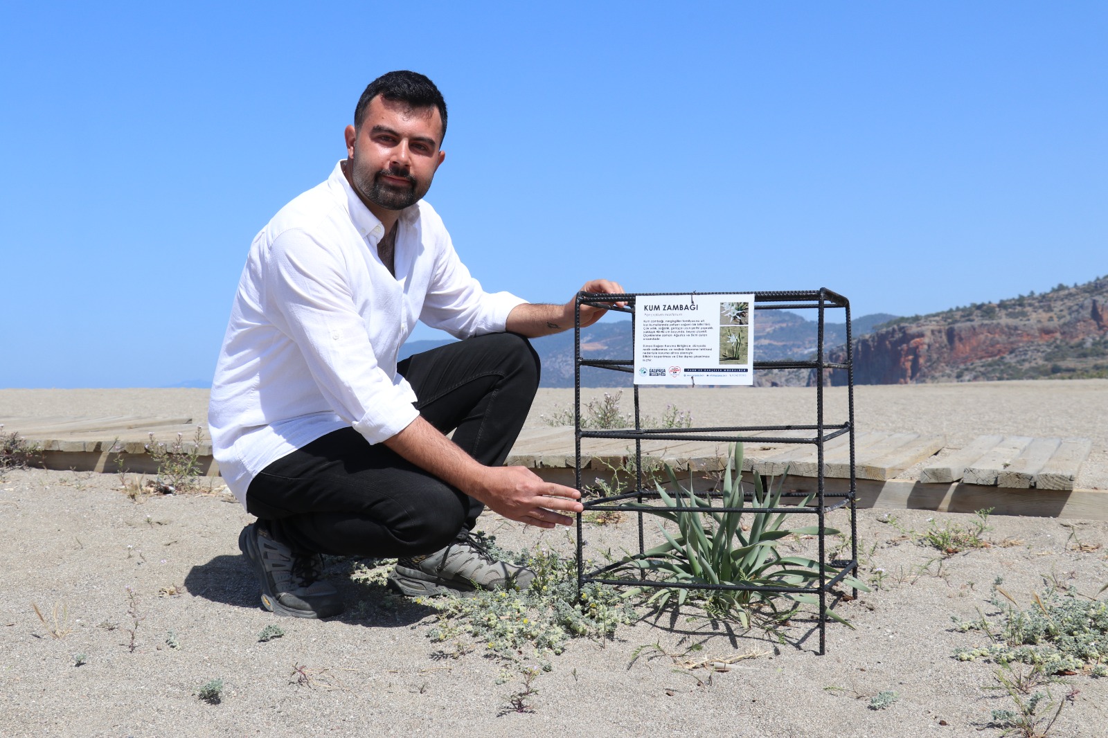 Endemic sand lilies, which grow in sandy areas near the sea on the beaches of Gazipasa district in Antalya, Türkiye, have been placed under protection, April 18, 2025. (AA Photo)