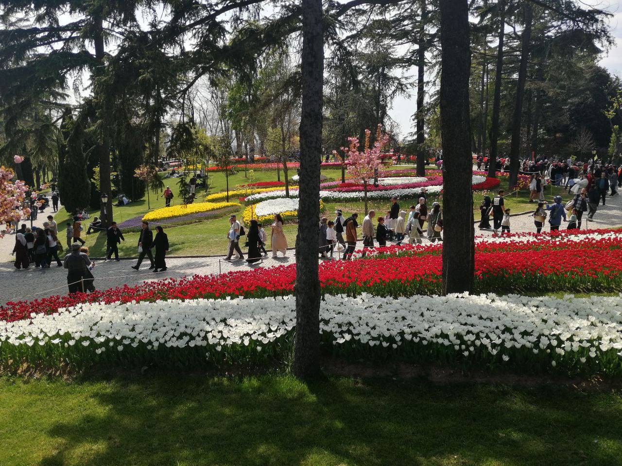 In Istanbul, Türkiye, areas visited by local and foreign tourists are covered with tulips as part of the Tulip Festival, April 20, 2025. (AA Photo)