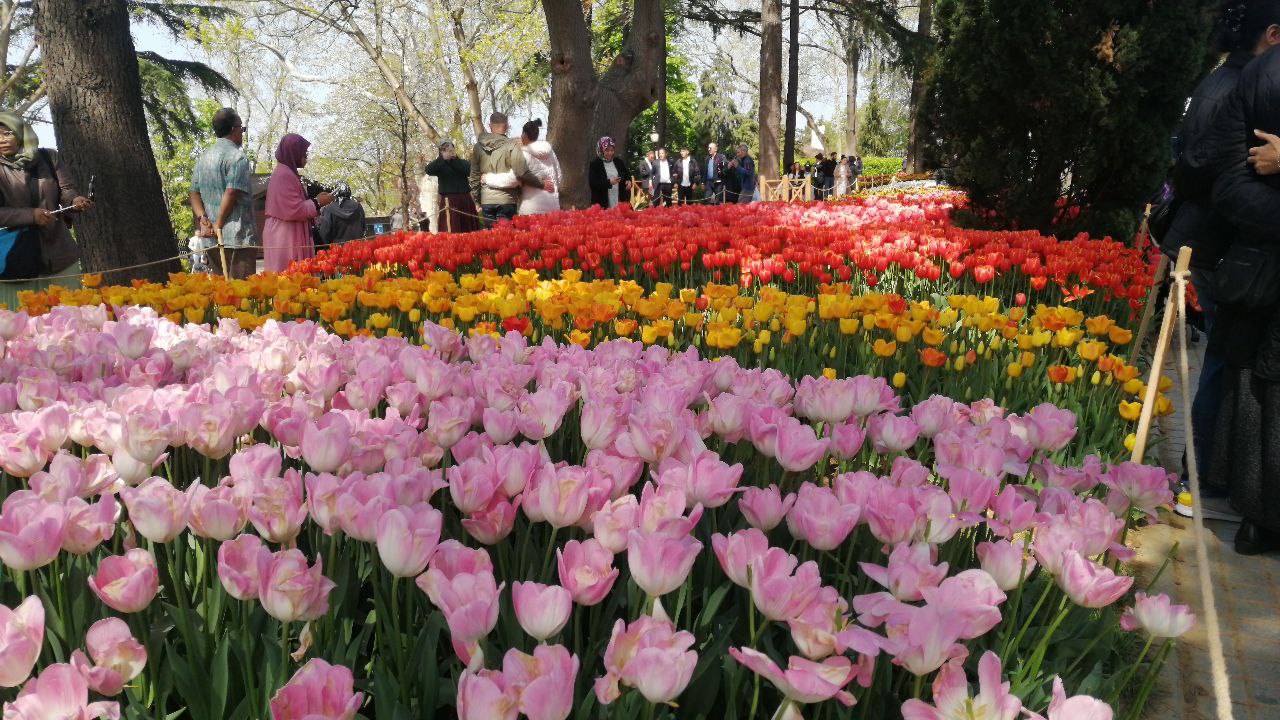 Emirgan Park in full bloom as Istanbul celebrates 'Tulip Festival' with over 7.7M tulips Image