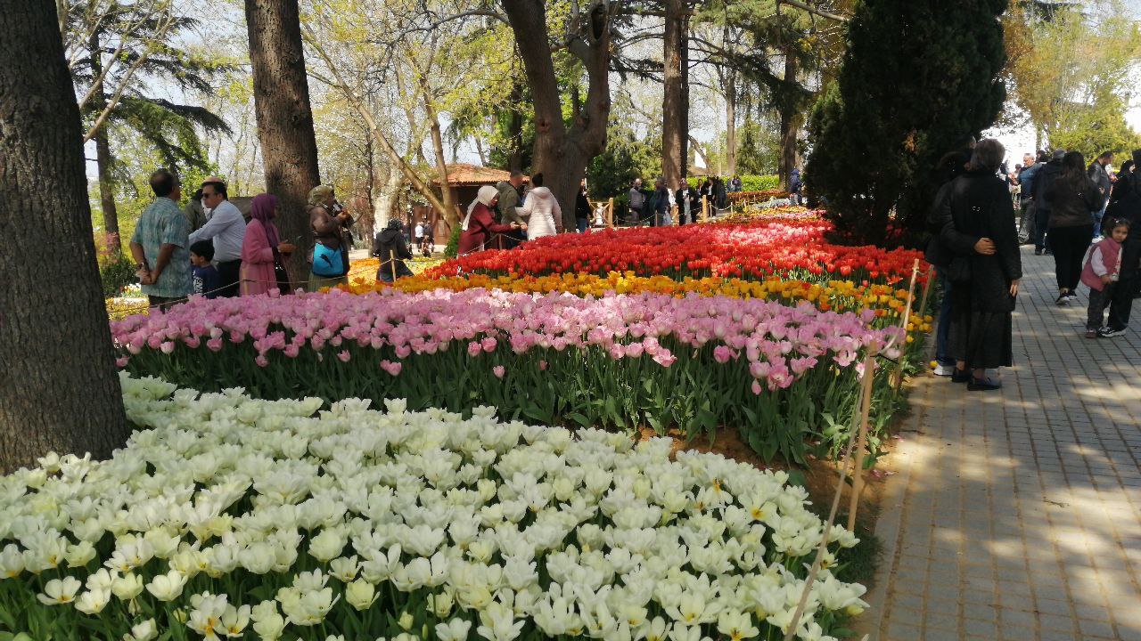 In Istanbul, Türkiye, areas visited by local and foreign tourists are covered with tulips as part of the Tulip Festival, April 20, 2025. (AA Photo)