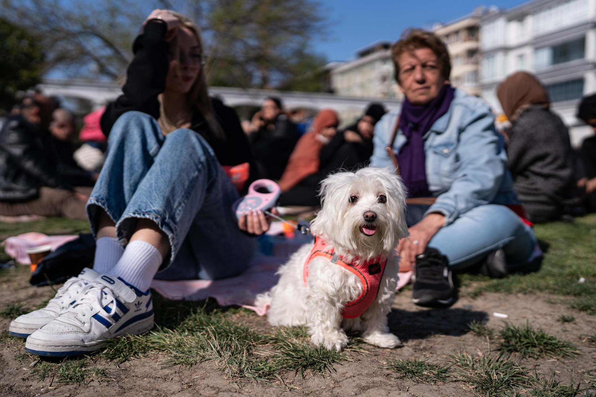 How to protect your pet during an earthquake Image