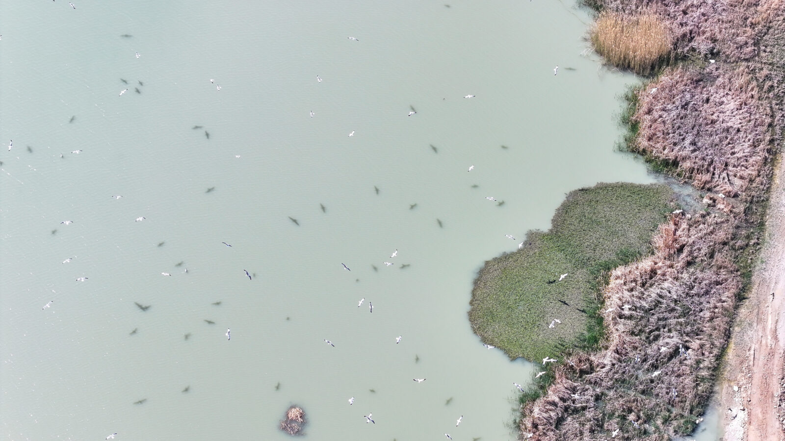 An aerial view of Dilkaya Reedbed, also known as Bird sanctuary, is seen after the works of restoring the natural setting in Van, Türkiye, April 29, 2025. (AA Photo)