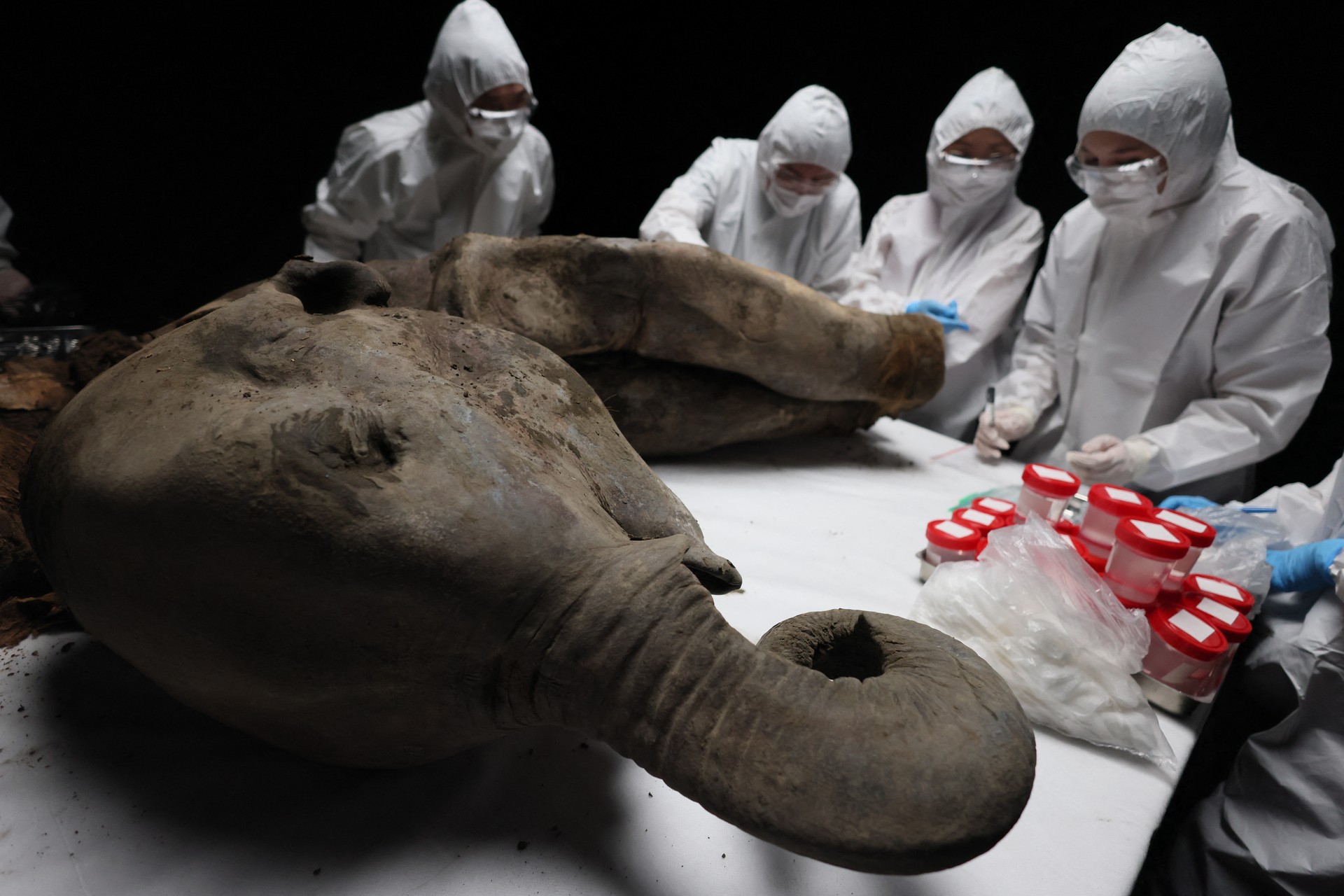 130,000-year-old baby mammoth found in Siberia unveils prehistoric secrets Image
