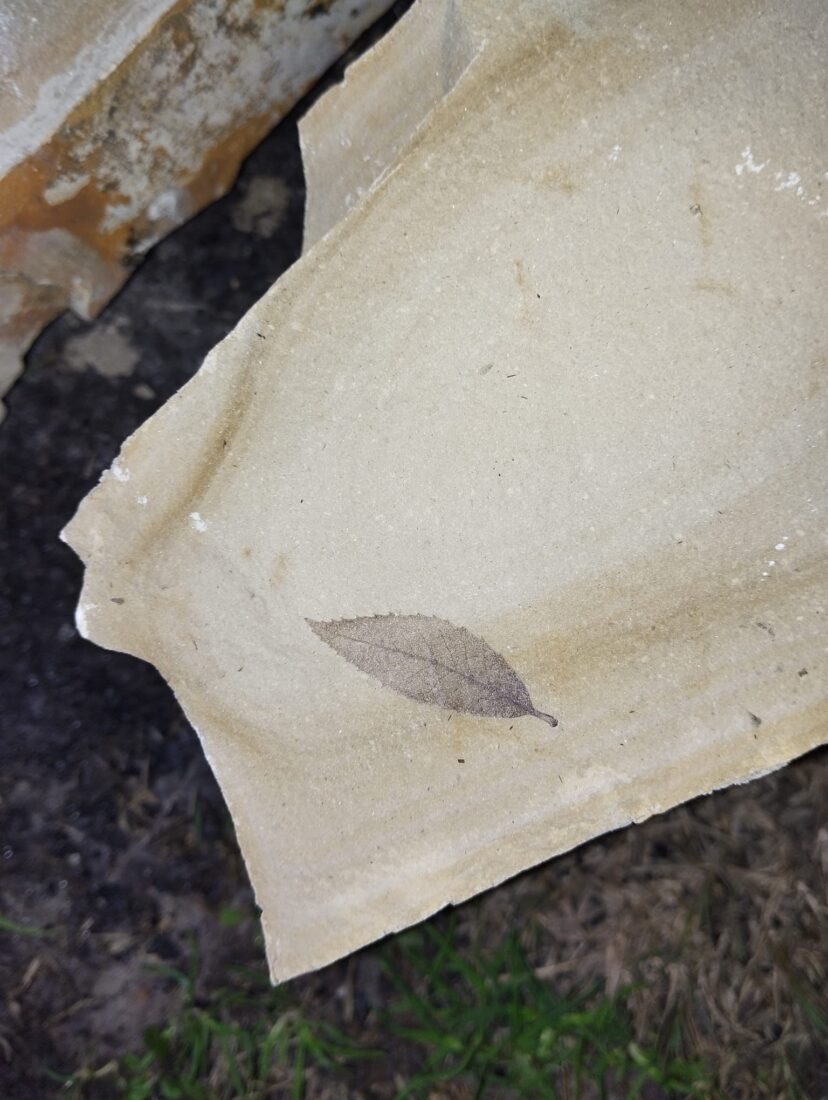 During a land survey conducted between Yayla and Kirazli villages in the Kusadasi district of Aydin, Türkiye, leaf fossils estimated to be 15 million years old were unearthed, April 6, 2025. (IHA Photo)