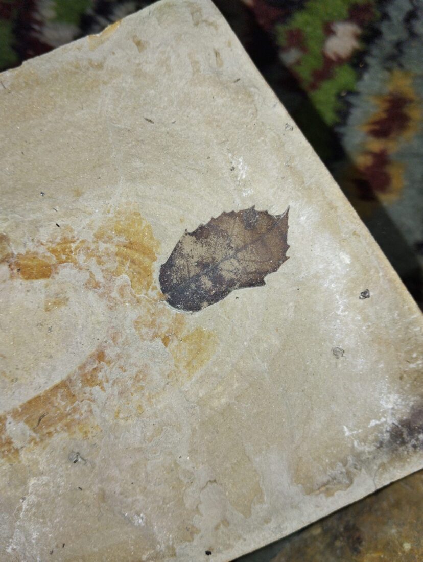 During a land survey conducted between Yayla and Kirazli villages in the Kusadasi district of Aydin, Türkiye, leaf fossils estimated to be 15 million years old were unearthed, April 6, 2025. (IHA Photo)