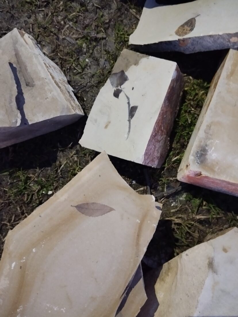 During a land survey conducted between Yayla and Kirazli villages in the Kusadasi district of Aydin, Türkiye, leaf fossils estimated to be 15 million years old were unearthed, April 6, 2025. (IHA Photo)