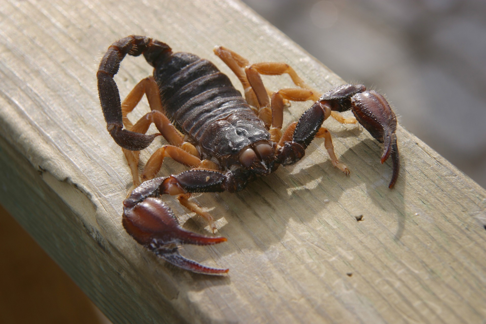 Türkiye's venom industry ramps up scorpion farming to meet global demand for antivenom Image