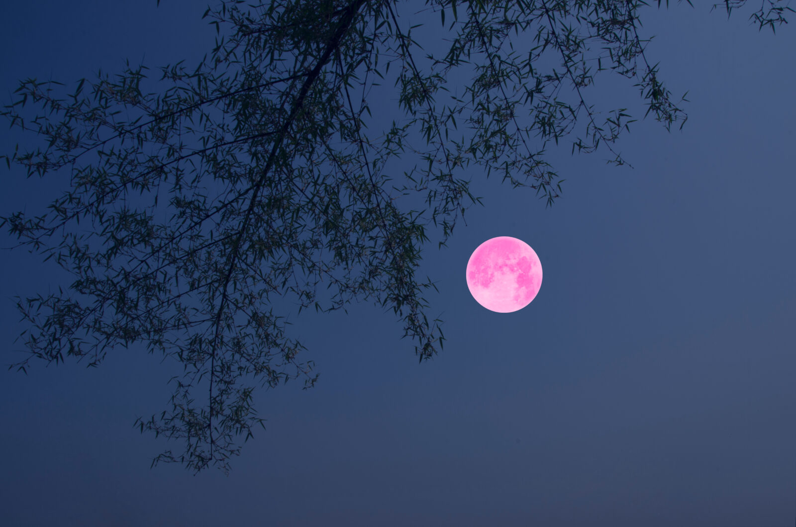 The photo shows a pink moon in the sky, with tree branches partially covering the view, accessed on April 12, 2025. (Adobe Stock Photo)