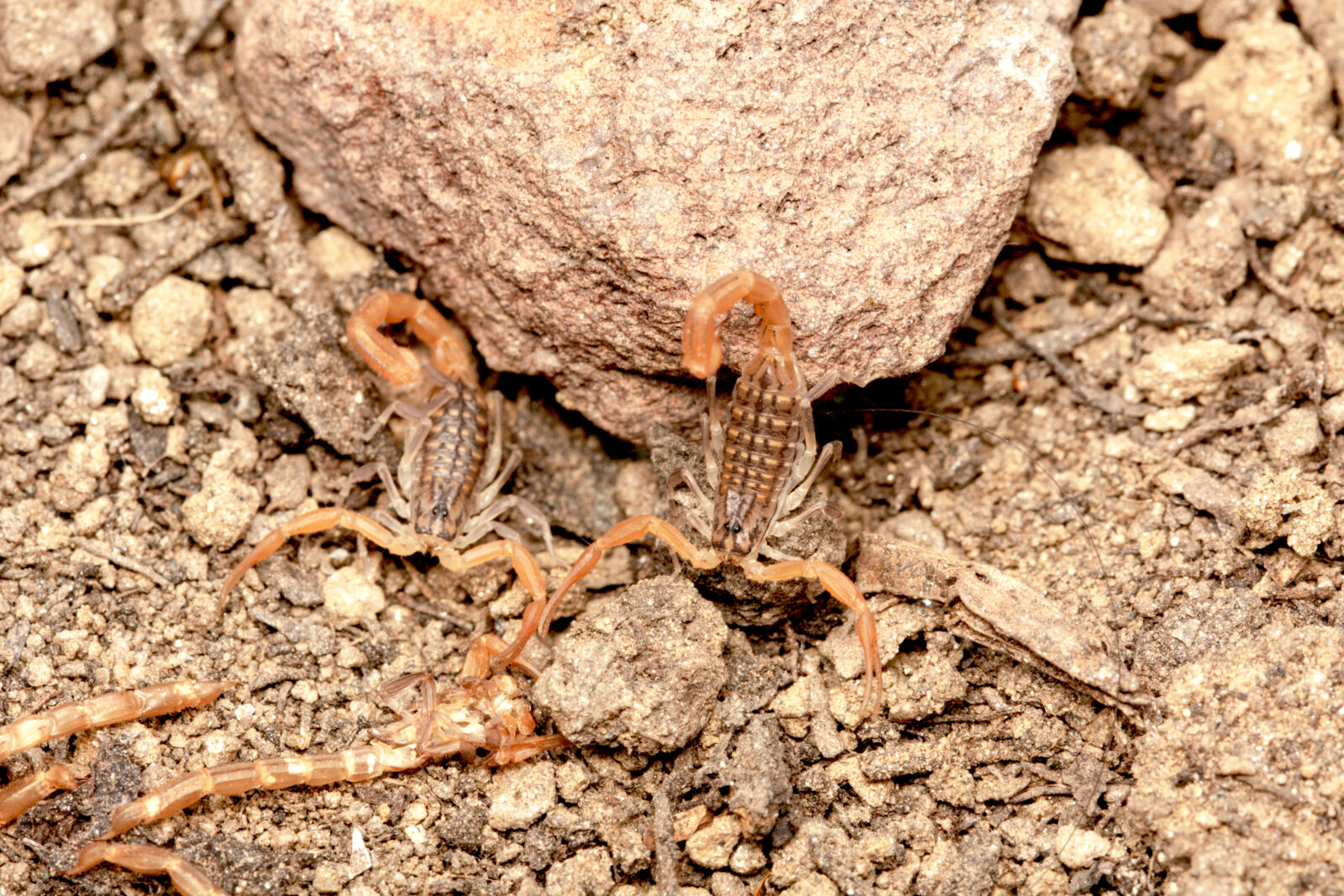 Macro shot of baby Anatolian yellow scorpions, accessed on April 2, 2025. (Adobe Stock Photo)