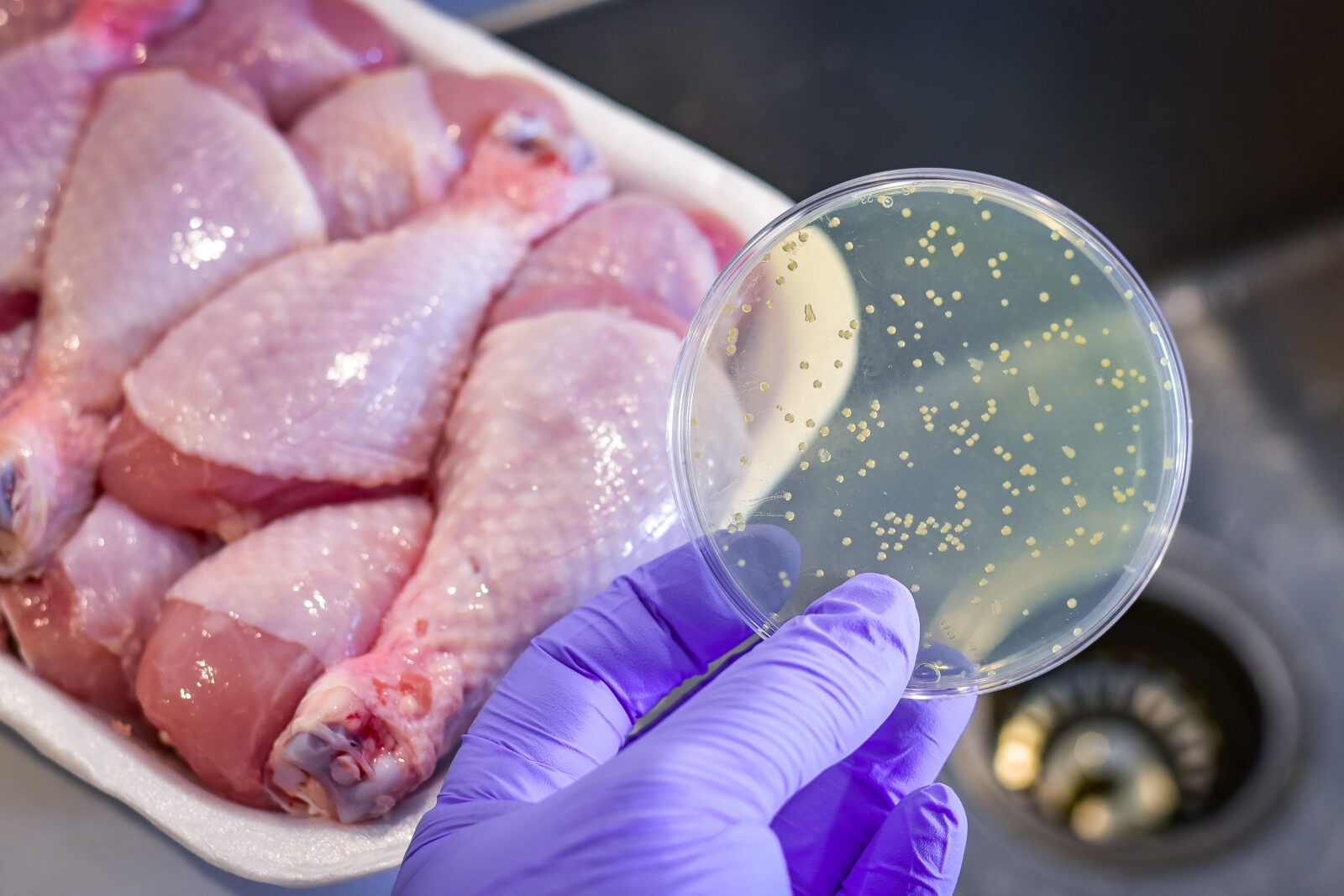 The chicken is examined for contamination with bacteria. (Adobe Stock Photo)